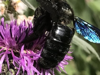 Ernst Brandl Holzbiene