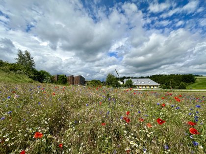 Ernst Brandl Fläche